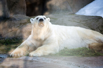Polar bear in the zoo in the aviary behind the glass.