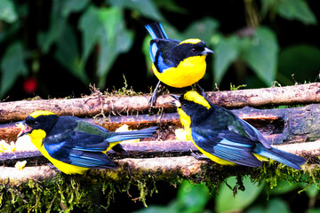 Blue-winged Mountain-tanager, Anisognathus somptuosus, Manizales, Colombia. Yellow, black and blue...