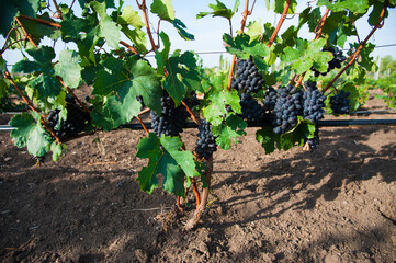 Vineyards at sunset in autumn harvest