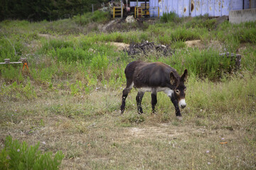 Donkeys on farm