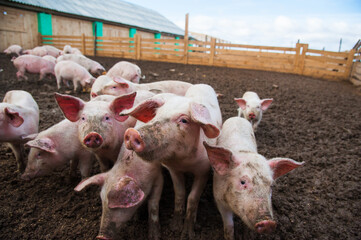 Domestic pigs on a farm