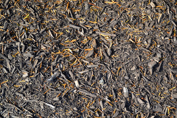 Dirt Ground Texture Closeup View