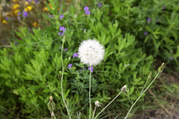 Dandelion plant