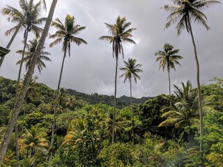 Fototapeta na wymiar tropical palms 