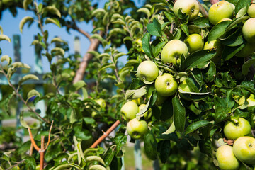 Apples grows on a branch among the green foliage