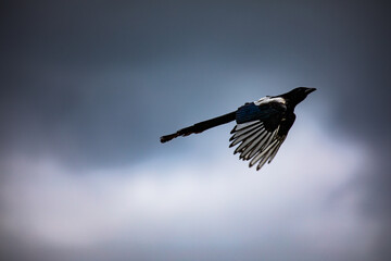 flying magpie