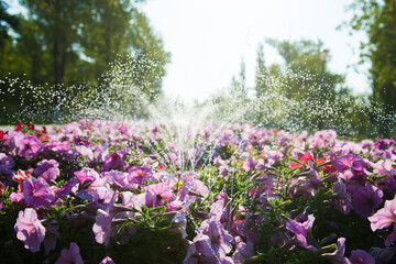 Watering lawn and flowers in the morning in park