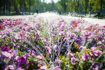 Watering lawn and flowers in the morning in park