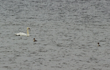 Observing the life of wild swans