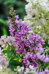 Fototapeta na wymiar Bouquet of lilac from multi-colored varieties. Lilac, white, purple. Wonderful spring bloom.