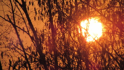 sunset in the forest