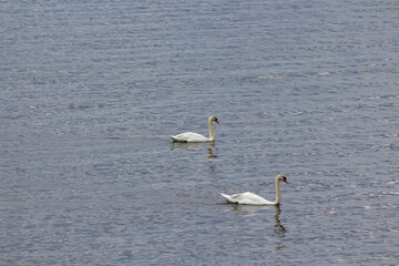 Observing the life of wild swans