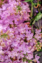  Bouquet of fragrant purple lilac. Close up.