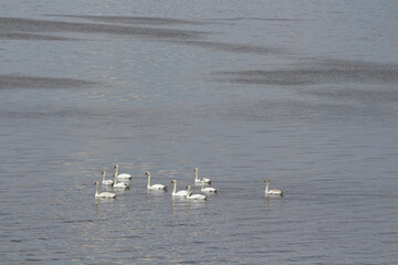 Observing the life of wild swans