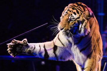 Tiger performs tricks in the circus arena © SGr