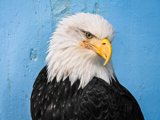 Bald eagle in Juneau, Alaska. You can see a lot of bald eagles in Alaska. 