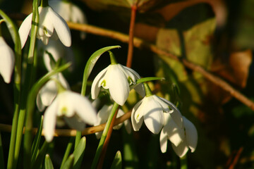 snowdrops in spring