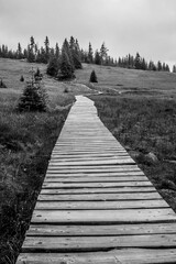 wooden bridge in the forest