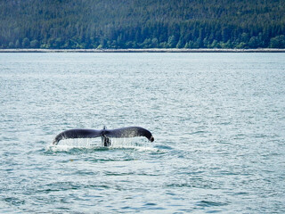 Humpback whale diving in Juneau, Alaska. 