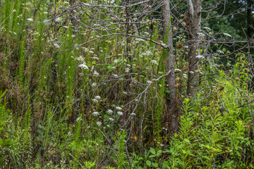 Queen anne's lace and weeds on a hill
