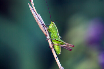 grasshopper on a leaf