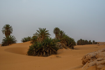 A picture from the desert of Algeria٫Sand and palms of Adrar state