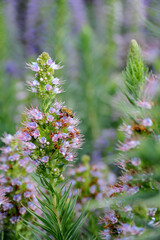 Bees attracted to the stalks of Pride of Madeira's bright purple and pink colors as well as the sweet nectar they provide. 