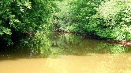 green moss on the river