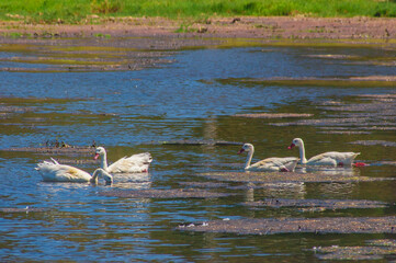 Salinas  Cahuil  sal de mar aves cisnes  lagos aves migratorias