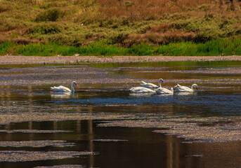 Salinas  Cahuil  sal de mar aves cisnes  lagos aves migratorias
