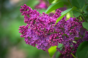 Fototapeta na wymiar Beautiful, delicate branch of lilac in the spring garden.