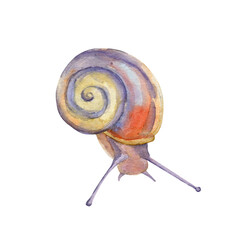Hand painted watercolor colorful isolated snail clpart