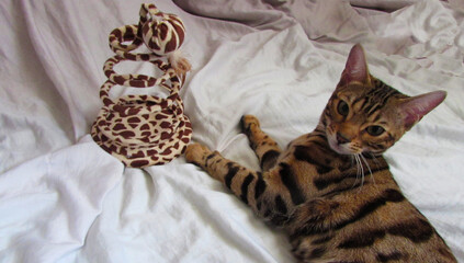close-up lies a spotted bengal cat with a toy