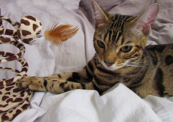 close-up lies a spotted bengal cat with a toy