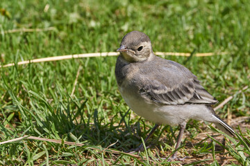 Wagtail chick crawled out of the shelter and walks along the garden path.