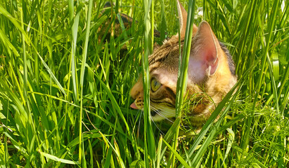 Close-up of a cat face of a bengal cat peeping out of green tall grass