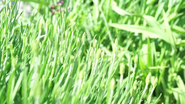 A close up of a green field