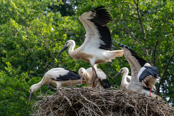 white stork family with young in nest