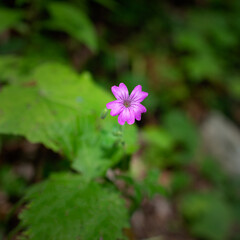 purple flowers in the garden