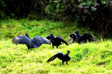 Cathartidae aura coragyps atratus, black vulture in Colombia, South America