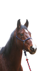 Purebred young horse mare posing on white background