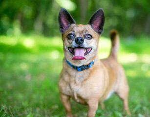 Naklejka na ściany i meble A happy Chihuahua dog standing outdoors