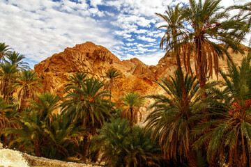 Fototapeta na wymiar Date palms in mountain oasis Chebika.