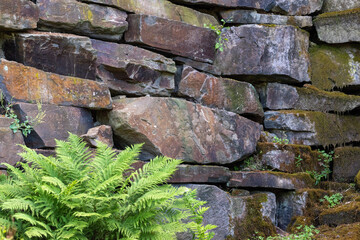 old stone wall with growing plants 