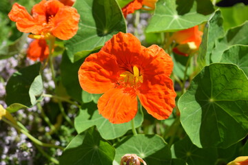 A closeup of an orange flower