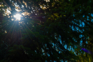 Fototapeta na wymiar sunbeams through the trees 