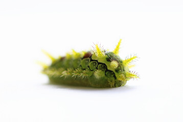 Spiny Oak Caterpillar