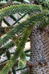 monkey puzzle tree 