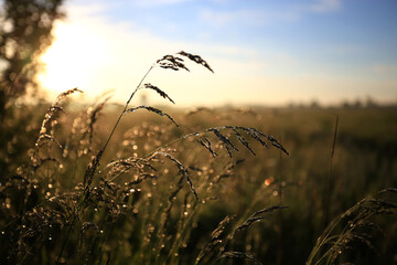 Fresh green grass with dew drops in the sunset golden soft sunshine. Summer nature background. Grass at dawn. Golden hour. © sergofan2015
