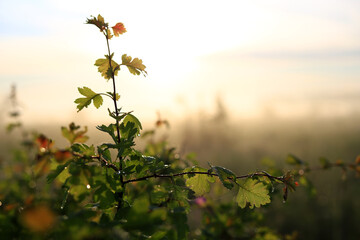 Fresh green leaves with dew drops in the sunset golden soft sunshine. Summer nature background. Grass at dawn. Golden hour.